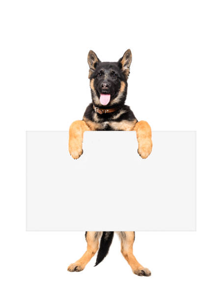 Puppy German Shepherd holding a banner