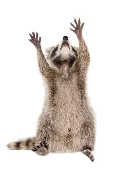istock Raccoon sitting with raised paws 1011729010