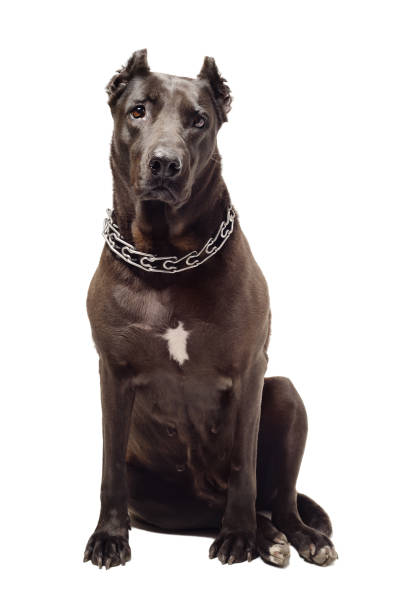 istock Staffordshire Terrier sitting isolated on a white background 1011729152