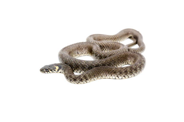 白い背景に分離されて横たわっている蛇 - rattlesnake snake nature animals and pets ストックフォトと画像