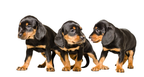 istock Three cute puppy  Slovakian Hund 1011729188