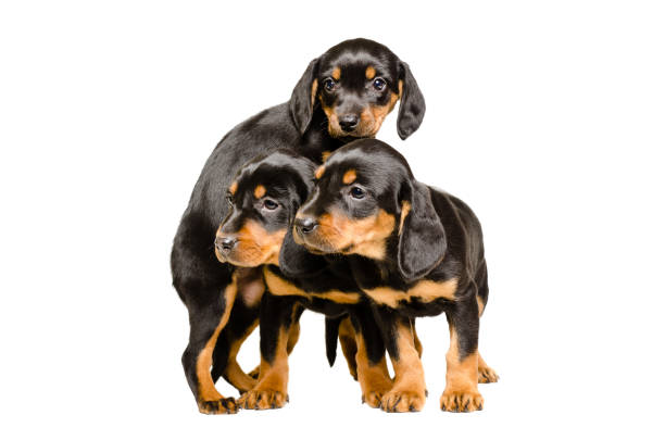 istock Three cute puppy breed Slovakian Hund 1011729202