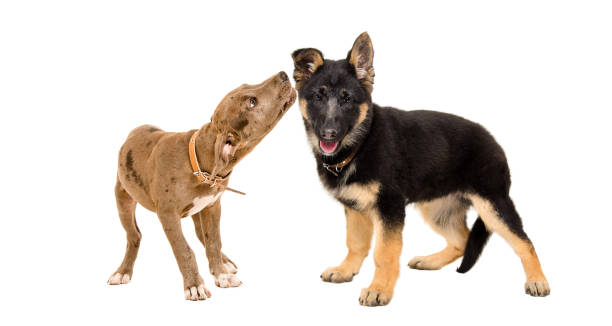 istock Two funny puppies playing together 1011729276