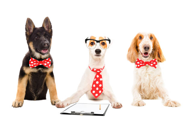 istock Three funny office dogs isolated on white background 1011729996