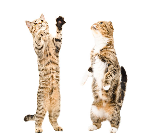 istock Two cats standing on his hind legs 1011730264