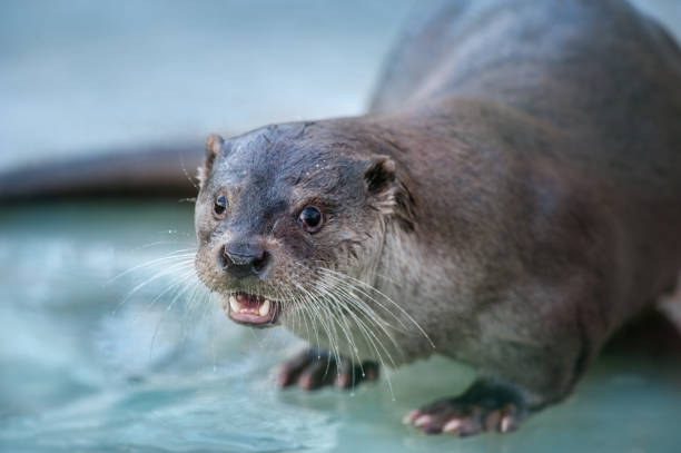 istock Otter close up portrait 1011733468