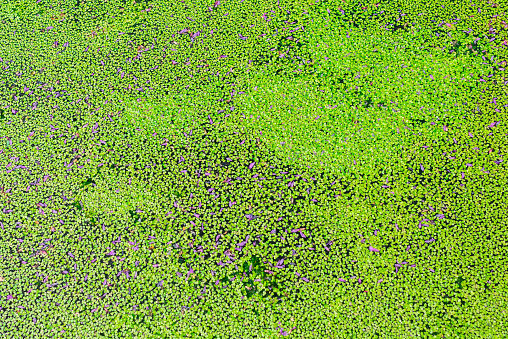 Common duckweed, Lemna minor, covering the water surface of a small pond