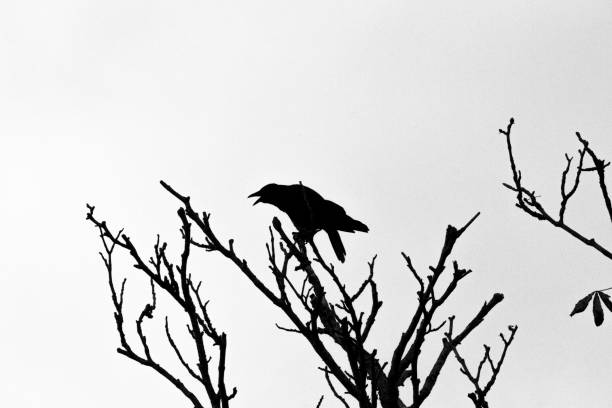 istock Silhouette of crow in a dead tree 1011733838