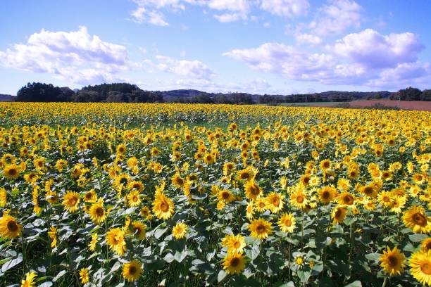 istock Chitose city pallet hill 1011733974