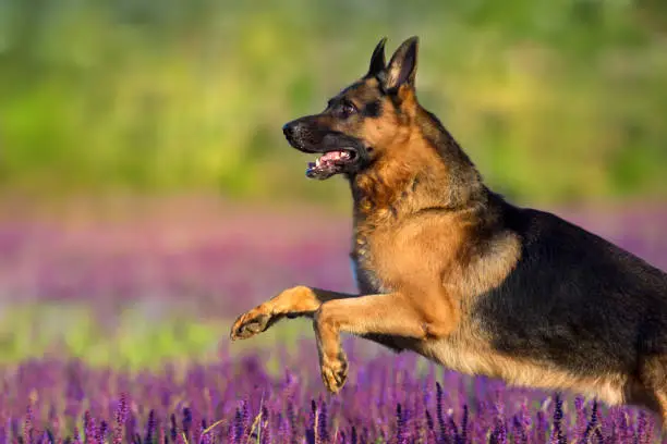 German shephard dog running in flowers meadow
