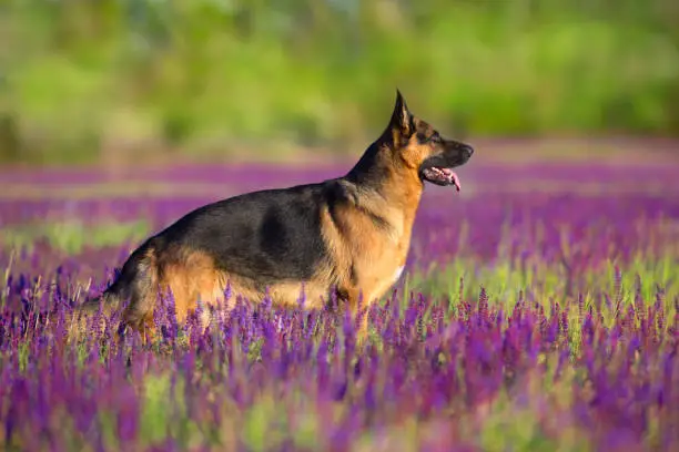German shephard dog standing  in flowers meadow