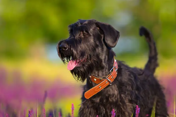 Schnauzer dog close up portrait in salvia flowers field
