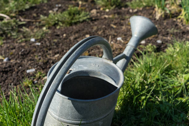 istock A old silver watering pot in garden 1011734632