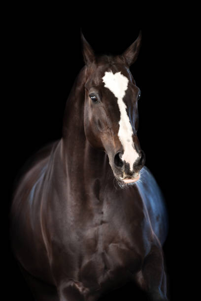 istock Horse portrait isolated 1011738070