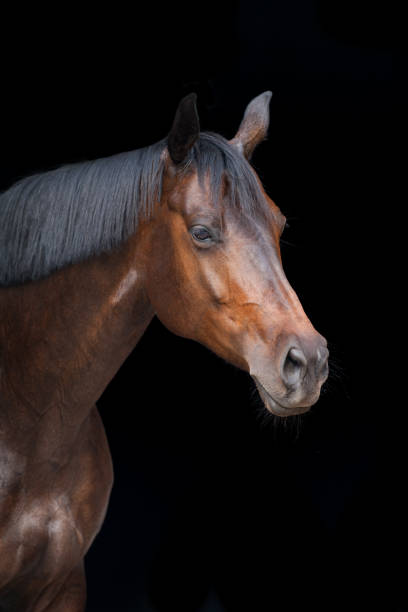 istock Horse portrait isolated 1011738188