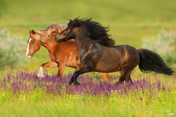 istock Horses in flowers 1011738284