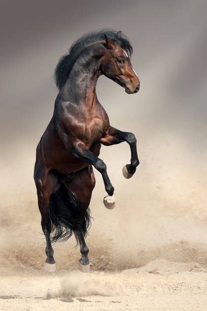 istock Stallion horse rearing up dramatic 1011738440