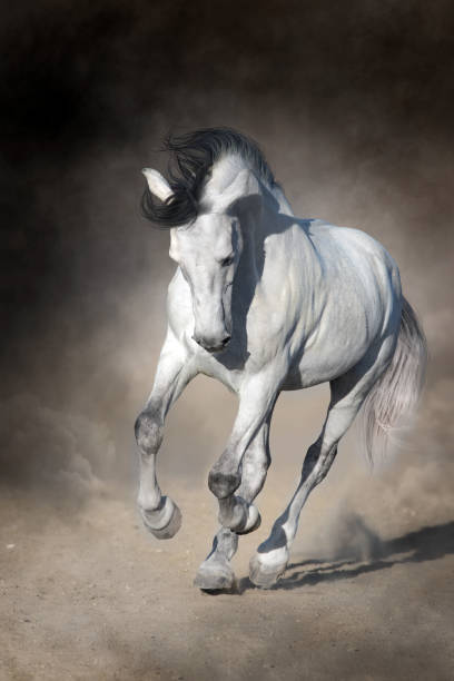 istock White Horse run in desert 1011738564