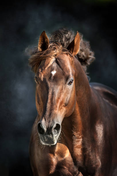Horse portrait isolated