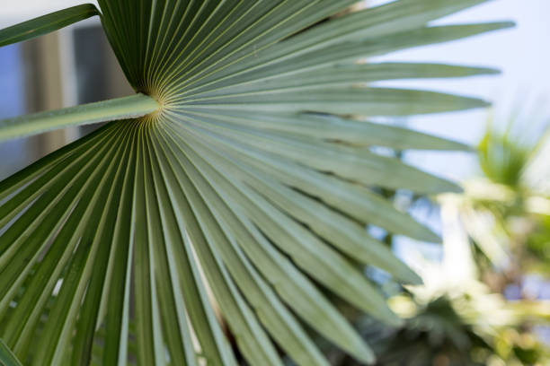 istock decorative leaf from trachycarpus fortunei plant, china 1011738836