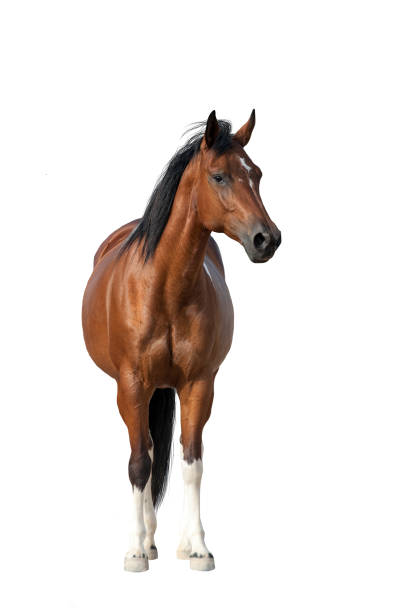 istock Horse standing in white background 1011739010