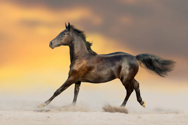 istock Bay horse free run 1011739378
