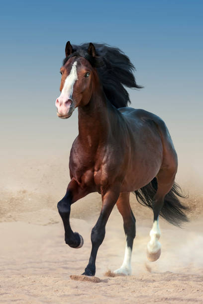 istock Bay horse free run 1011739446