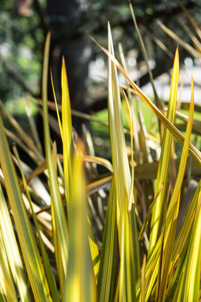 foglie di lino di phormium agavaceae tanax dalla nuova zelanda - new zealand flax foto e immagini stock