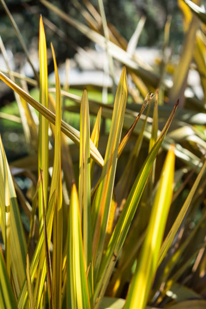 foglie di lino di phormium agavaceae tanax dalla nuova zelanda - new zealand flax foto e immagini stock