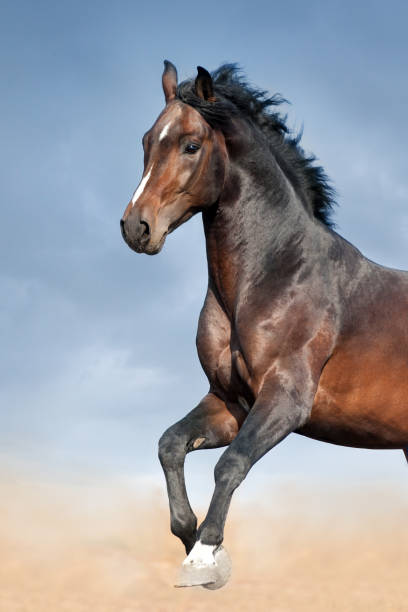 istock Horse portrait in motion 1011739554