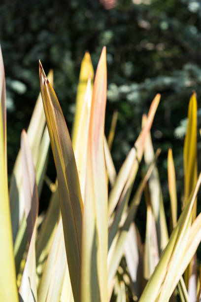 foglie di lino di phormium agavaceae tanax dalla nuova zelanda - new zealand flax foto e immagini stock