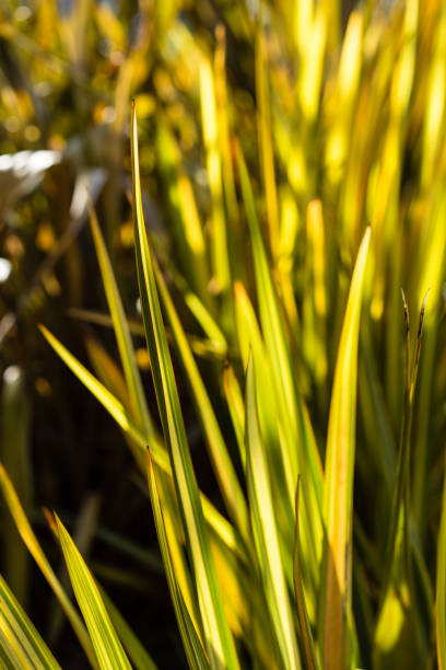 foglie di lino di phormium agavaceae tanax dalla nuova zelanda - new zealand flax foto e immagini stock