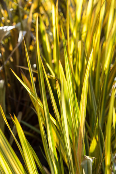 foglie di lino di phormium agavaceae tanax dalla nuova zelanda - new zealand flax foto e immagini stock