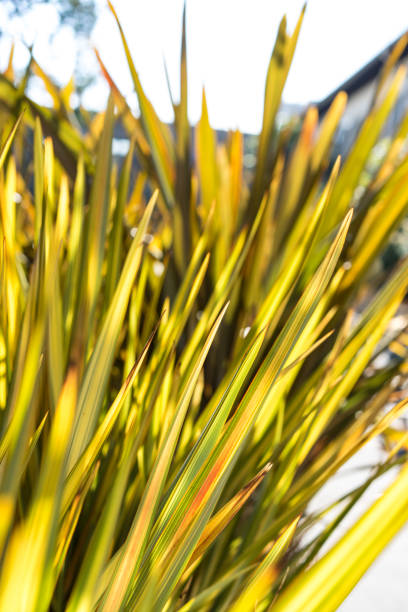 foglie di lino di phormium agavaceae tanax dalla nuova zelanda - new zealand flax foto e immagini stock