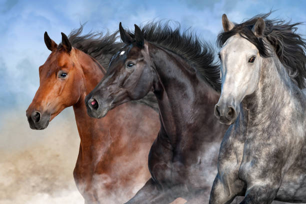 istock Horse herd portrait 1011741710