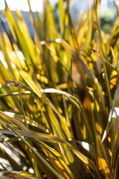 foglie di lino di phormium agavaceae tanax dalla nuova zelanda - new zealand flax foto e immagini stock