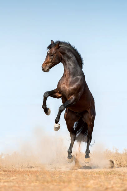 istock Stallion horse rearing up dramatic 1011741852