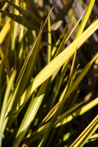 flax phormium agavaceae tanax dalla nuova zelanda - new zealand flax foto e immagini stock