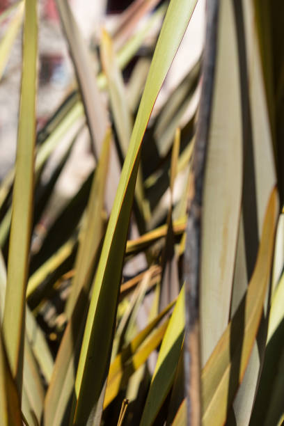 flax phormium agavaceae tanax dalla nuova zelanda - new zealand flax foto e immagini stock