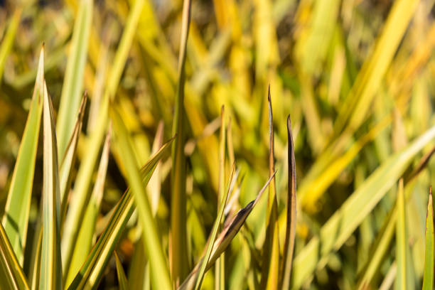 flax phormium agavaceae tanax dalla nuova zelanda - new zealand flax foto e immagini stock