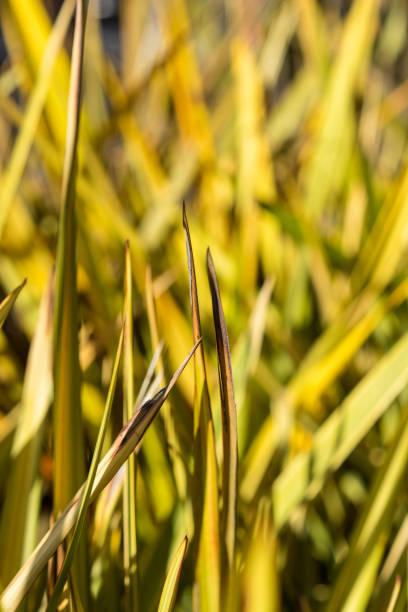 flax phormium agavaceae tanax dalla nuova zelanda - new zealand flax foto e immagini stock