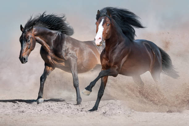 istock Horses run in desert sand 1011741914