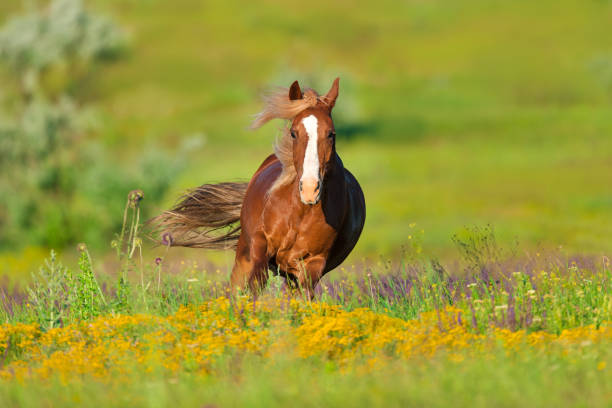istock Red horse with long mane 1011742184