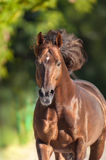 istock Red horse portrait run free 1011742292