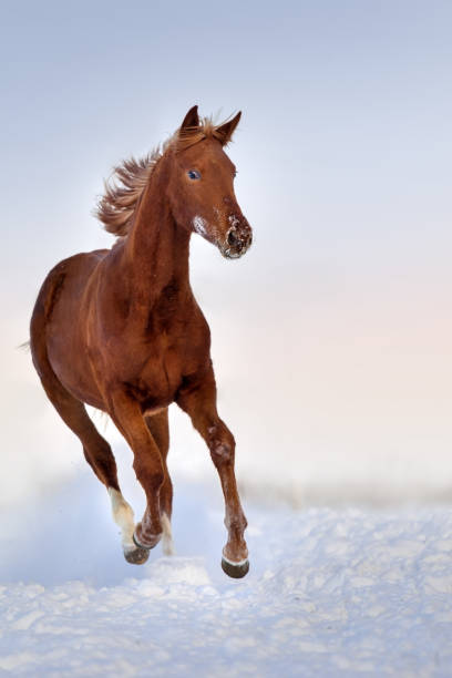 istock Red horse in snow 1011742484