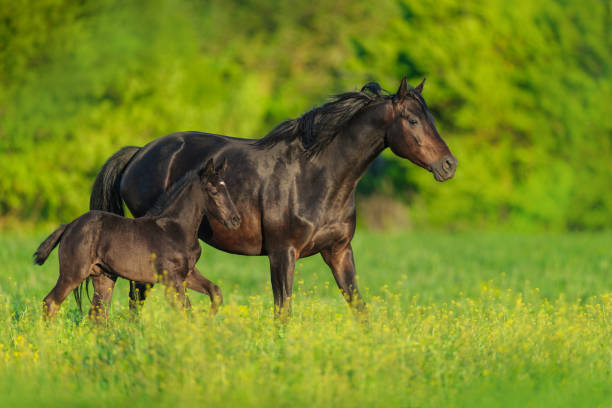 Mare and foal on pasture Black mare and foal on spring green  meadow colts stock pictures, royalty-free photos & images