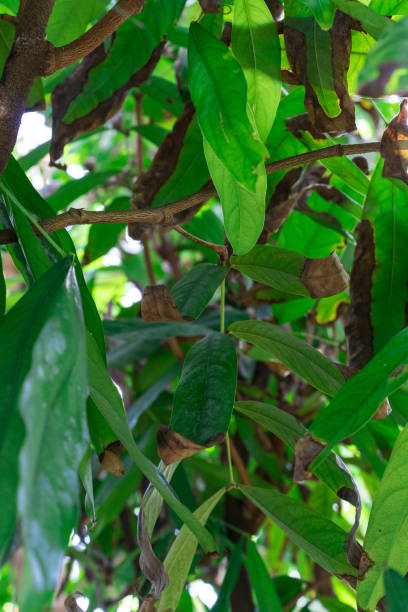 istock green leaves of saraca declinata fabaceae tree 1011742924