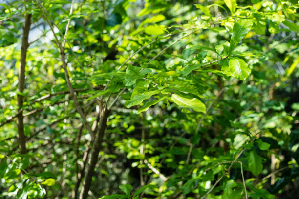 istock green plant bush in summer daylight 1011742928