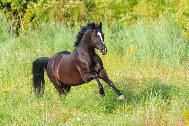 istock Horse free run on green  grass 1011743134