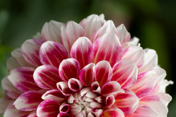 istock Pink and white Dahlia 1011743248